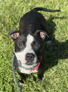 adoptable Dog in  named LADY