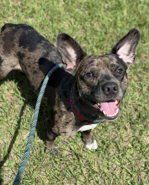 adoptable Dog in Fort Lauderdale, FL named SPOTTY