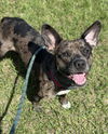 adoptable Dog in  named SPOTTY