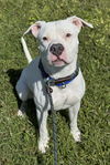 adoptable Dog in  named PEARL