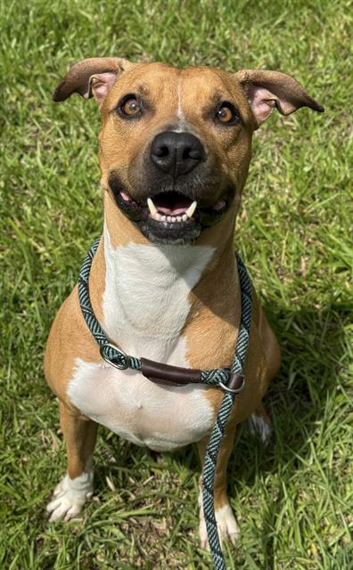 adoptable Dog in Fort Lauderdale, FL named LOLLY