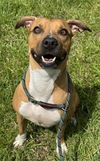 adoptable Dog in  named LOLLY