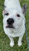 adoptable Dog in  named TONIC