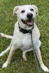 adoptable Dog in  named SUMMER