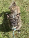 adoptable Dog in  named BIG MAC
