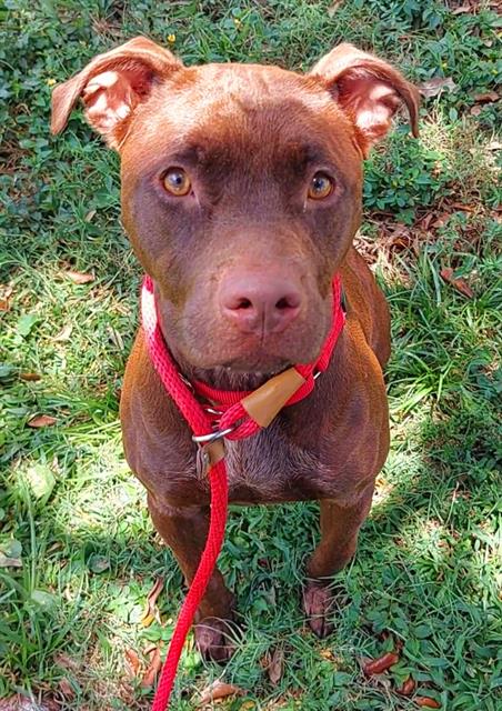 CHOCO LATTE - American Staffordshire Terrier for adoption in Fort Lauderdale