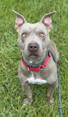 adoptable Dog in  named CHESTER