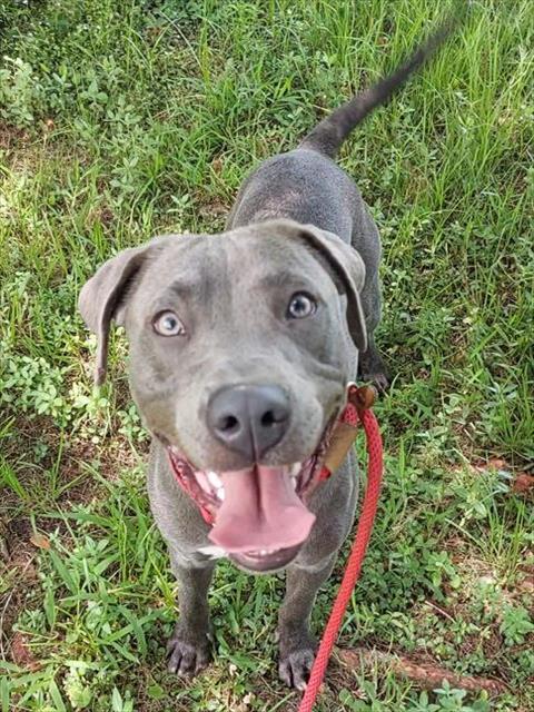adoptable Dog in Fort Lauderdale, FL named STERLING