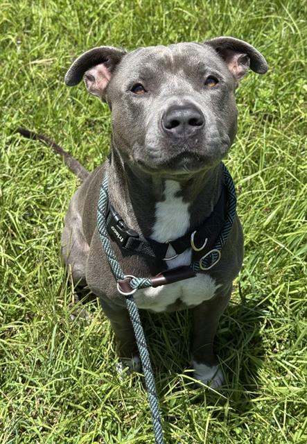 adoptable Dog in Fort Lauderdale, FL named FLINT