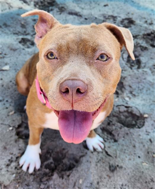 adoptable Dog in Fort Lauderdale, FL named GEORGIA