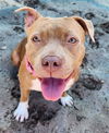 adoptable Dog in  named GEORGIA