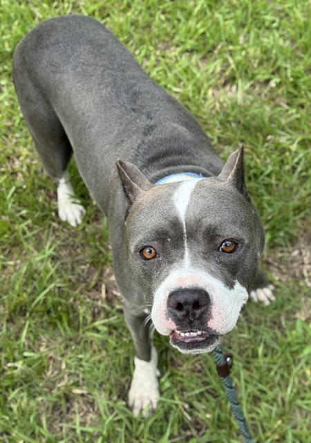 adoptable Dog in Fort Lauderdale, FL named SNIFFANY