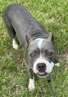 adoptable Dog in  named SNIFFANY