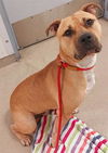 adoptable Dog in  named BENNY