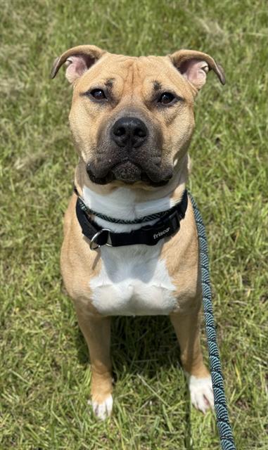 adoptable Dog in Fort Lauderdale, FL named BENNY