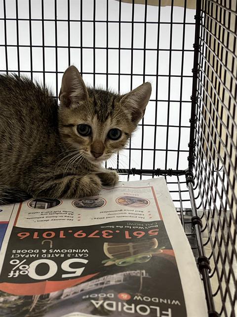 adoptable Cat in Fort Lauderdale, FL named A2435729