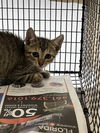 adoptable Cat in fort lauderdale, FL named A2435729