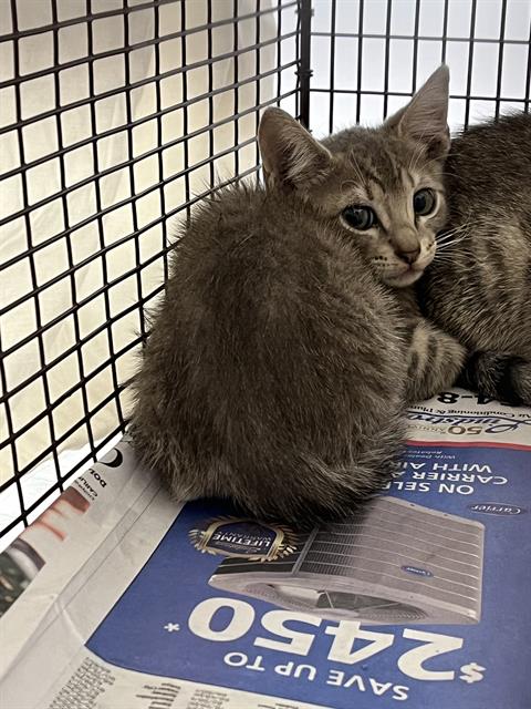 adoptable Cat in Fort Lauderdale, FL named A2435730