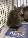 adoptable Cat in fort lauderdale, FL named A2435730