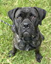adoptable Dog in  named JAM