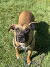 adoptable Dog in  named RIO