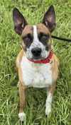 adoptable Dog in  named FERN