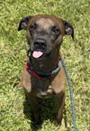 adoptable Dog in  named MIKEY