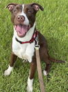 adoptable Dog in  named WALTER
