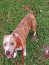 adoptable Dog in  named CHERRY