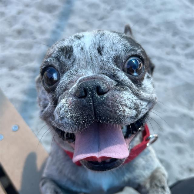 adoptable Dog in Fort Lauderdale, FL named NORTH