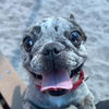 adoptable Dog in  named NORTH