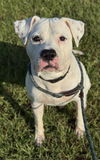 adoptable Dog in  named LIGHTNING
