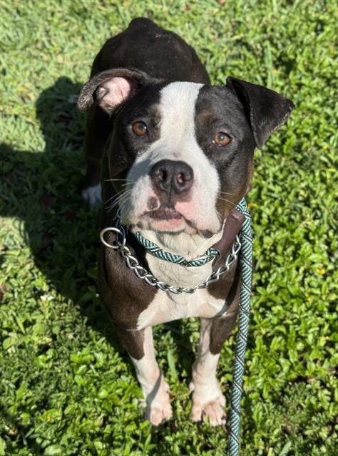 adoptable Dog in Fort Lauderdale, FL named MAYO