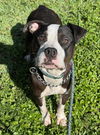 adoptable Dog in  named MAYO