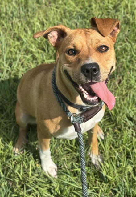 adoptable Dog in Fort Lauderdale, FL named CONSTANTINA