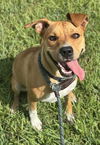 adoptable Dog in  named CONSTANTINA