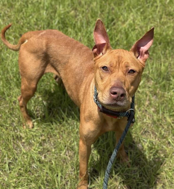 adoptable Dog in Fort Lauderdale, FL named JUNIE