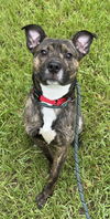 adoptable Dog in  named FINLEY