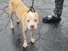 adoptable Dog in  named FLORA