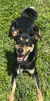 adoptable Dog in  named SPARKY