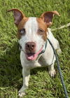adoptable Dog in  named SPANKY