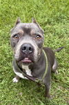 adoptable Dog in  named CASCA
