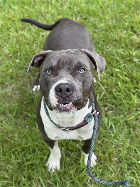 adoptable Dog in Fort Lauderdale, FL named TOM CHEWS