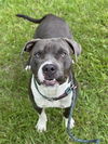 adoptable Dog in  named TOM CHEWS