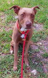 adoptable Dog in  named HAZEL