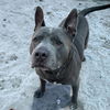 adoptable Dog in  named BEAR