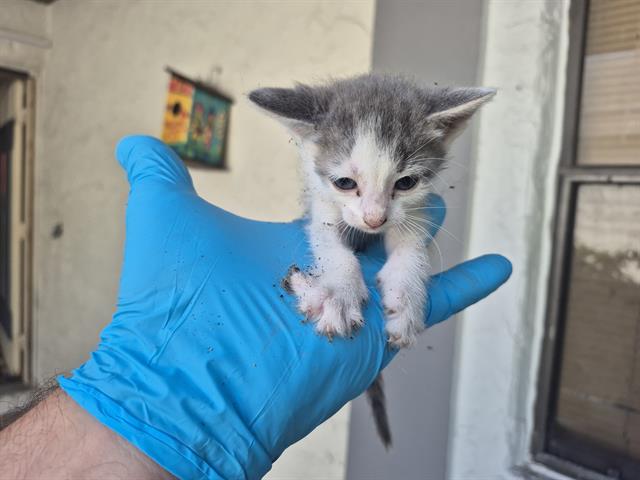 adoptable Cat in Fort Lauderdale, FL named A2430580