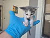 adoptable Cat in fort lauderdale, FL named A2430580