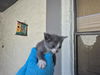 adoptable Cat in fort lauderdale, FL named A2430581
