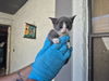 adoptable Cat in fort lauderdale, FL named A2430582